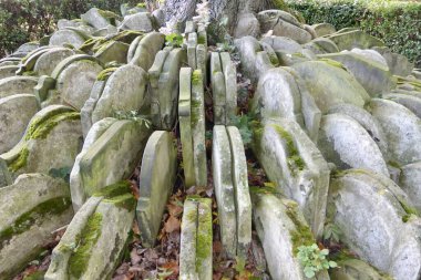 St. Pancras Eski Kilisesi 'ndeki Hardy Tree. Roman yazarı Thomas Hardy 'nin yerleştirdiği yüzlerce üst üste mezar taşıyla çevrili bir kül ağacı. (ağaç 2022 Aralık 'ında devrildi). Londra, İngiltere, 11 Ekim 2014. 