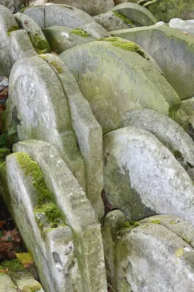 セントパンクラス旧教会のハーディツリー 小説家のトーマス ハーディによってそこに置かれた何百もの重複した墓石に囲まれた灰の木 木は2022年12月に倒れました ロンドン イギリス 2014年10月11日 — ストック写真