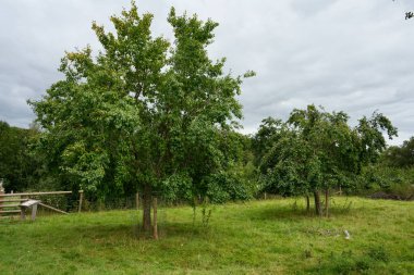 Damson Trees on The Brockhampton Estate. Brockhampton, UK. August 27, 2023. 