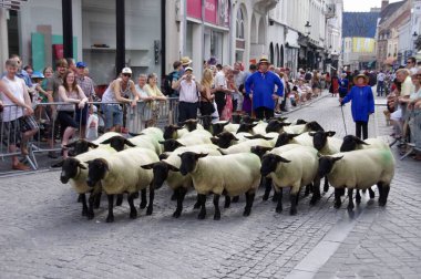 1958 'den beri her 5 yılda bir düzenlenen Altın Ağaç Geçit Töreni' nde bir koyun sürüsü. Bruges, Belçika, 19 Ağustos 2012. 