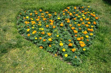 Sarı ve turuncu kadife çiçekleri kalp şeklinde bir yatakta ve etrafı otlarla çevrili.. 