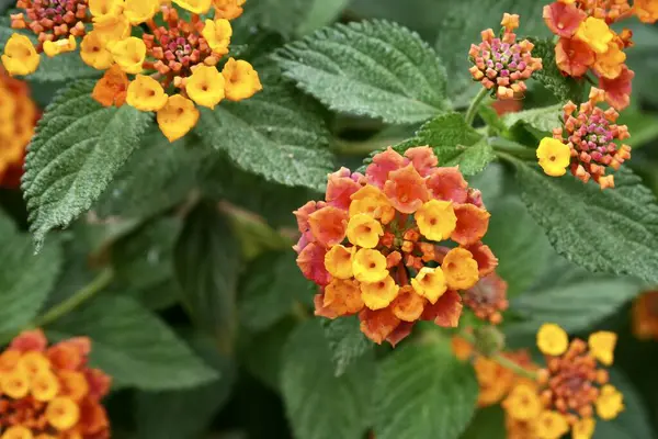 Güzel Sarı ve Turuncu Lantana Kameralı Çiçekler ve arkasında yeşil saçaklar. 