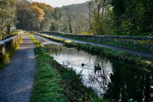 Cromford, Derbyshire, İngiltere, 17 Kasım 2023. Cromford Kanalı 'nda yüzen ördekler Aquaduct Cottage yakınlarında.. 
