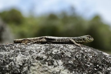 Güzel yeşil bir Tropidurus Torquatus Kertenkelesi Peru 'da bir kayanın üzerinde.