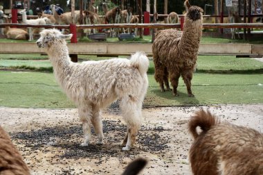 Kahverengi ve beyaz kürklü Alpaka ve diğerleri arkada.. 