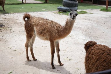 Peru 'da sevimli ve dost canlısı genç bir lama..