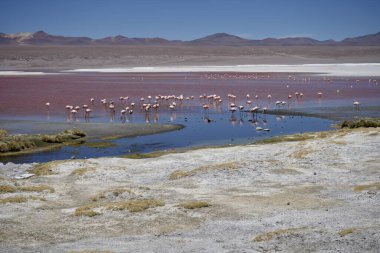 Flamingoes on the spectacular pink Laguna Colorada, Bolivia. 