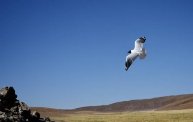 Gülen martı (Leucophaeus atricilla) altında tepeler olan mavi bir gökyüzüne karşı. Antofagasta, Şili.