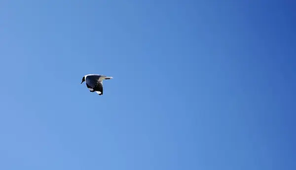 Laughing gull (Leucophaeus atricilla) against a clear blue sky over Antofagasta, Chile.