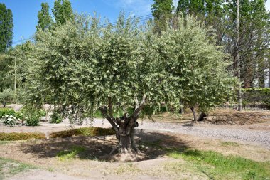 Arjantin 'deki bir üzüm bağında mavi gökyüzünün altında zeytin ağacı. 
