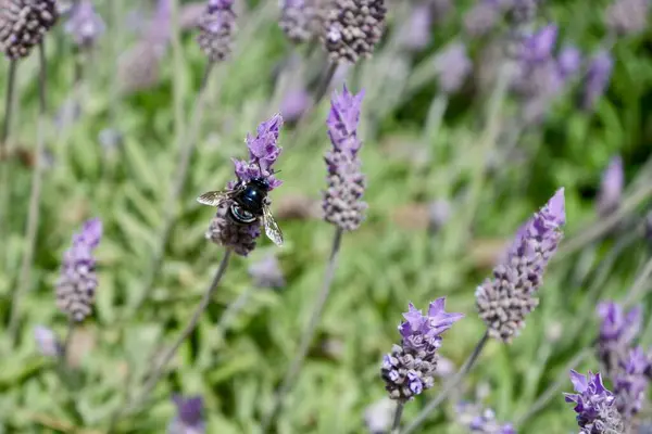 Black Carpenter Bee on a French Lavender Plant.