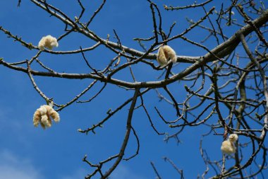 Buenis Aires Parkı 'nda bir Cebia ya da İpek Ağacı (Ceiba speciosa).