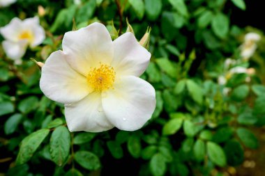 Güzel Beyaz Alan Gülü (Rosa Arvensis) yeşil arka planda. 