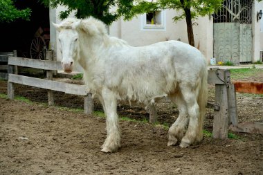 White Pony on a gaucho ranch, Zarate, Buenos Aires Province, Argentina, October 23, 2023.  clipart