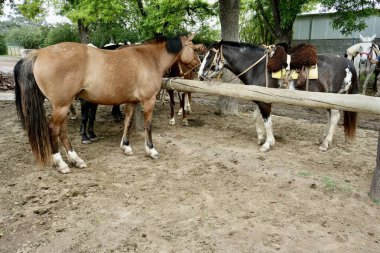 Horses on a traditional Gaucho Ranch, Zarate, Buenos Aires Province, Argentina, October 23, 2023.  clipart