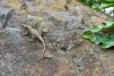 Tropidurus Lizard on a rock close to the Iguaziu falls in Brasil.  clipart