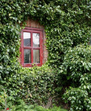 Sarmaşıklarla çevrili bir duvarda kırmızı boyalı ahşap bir pencere..