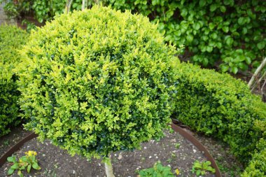 İngiltere, İngiltere 'de güzel kesilmiş özel çalılar..