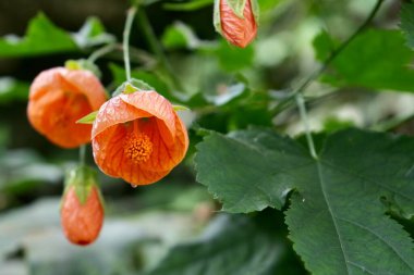 Güzel Portakal kırmızısı Çin Feneri bitkisi. (Callianthe Picta).