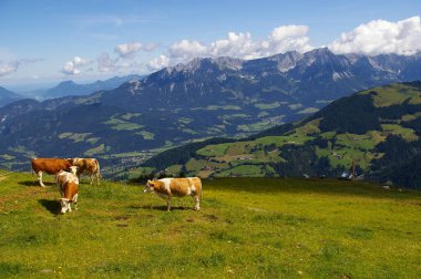 Bir grup Avusturyalı inekle güzel bir dağ manzarası. Hopfgarten im Brixental, Avusturya, 26 Temmuz 2009. 