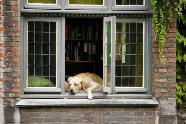 Famous Dog Fidle May 2003January 2016 Asleep His Windowsill Overlooking — Stock Photo, Image