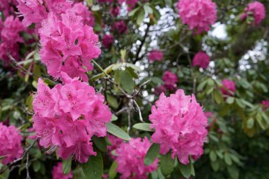 Stunning pink rhododendron flowers with greenery behind. (Rhododendron Catawbiense.) clipart
