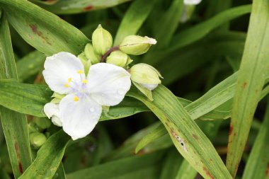 Beautiful white and yellow Virginia spiderwort , Tradescantia virginiana, with greenery behind.  clipart
