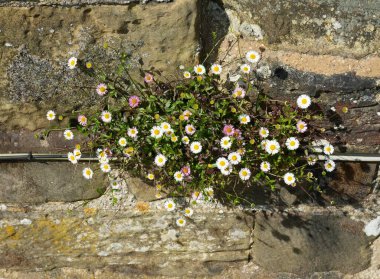 Güneşin altında donuk bir duvarda yetişen güzel kokteyller.. 