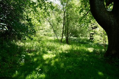 İngiltere 'nin doğu Sussex bölgesindeki ağaçların arasından parlayan güneş ışığı.