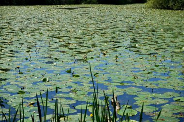 Su Zambağı Göleti, İngiltere 'nin Hastings Bölgesi Muharebesi' ne yakın..