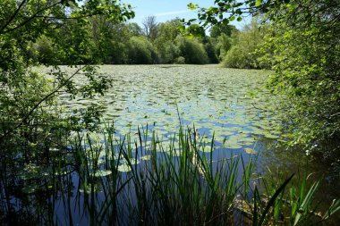 Su Zambağı Göleti, İngiltere 'nin Hastings Bölgesi Muharebesi' ne yakın..