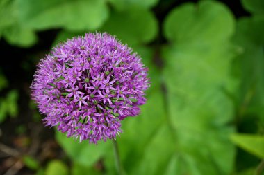 Mor Dev Soğan Çiçeği, Allium Giganteum. Kent, İngiltere, İngiltere.