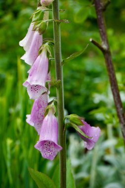 Arkasında yeşillik olan güzel mor yüksükotu çiçekleri. Digitalis Purpurea.