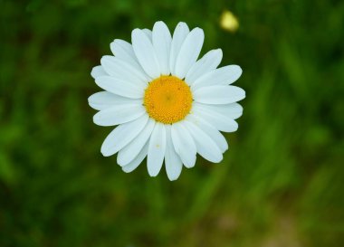 Güzel beyaz ve sarı öküz gözlü papatya, Leucanthemum Ircutianum, bokeh yeşili arka plan. 