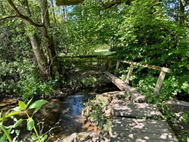 Ormandaki derenin üzerinde çürük ahşap bir köprü. 