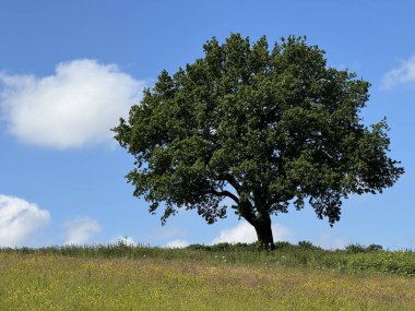 Mavi gökyüzünün altında, gökyüzünde tek bir ağaç ön planda bir çiçek çayırı var.. 