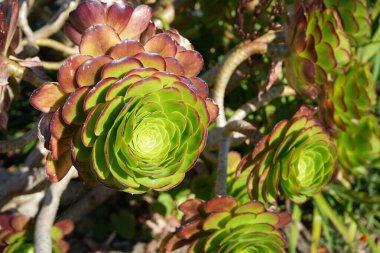 Aeonium arboreum, ağaç aeonium, ağaç Houseleek, ya da İrlanda gülü.