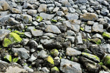 Rocks covered in seaweed and algae on a Cornish beach.