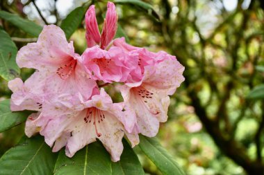 Arkasında yeşillik olan güzel Pembe Rhododendron çiçeği.