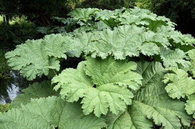 Dev Rubarb yaprakları. Topçu Tinctoria. 