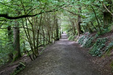 Ormanın sessiz bir bölgesinde gözlerden uzak güzel bir patika..