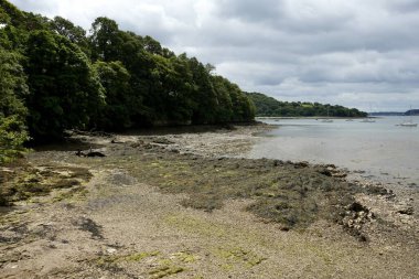 Uzakta Carrick Roads ve Mylor Churchtown ile Trelissick Gardens Plajı. Trelissick, Cornwall, İngiltere. 21 Temmuz 2024. 