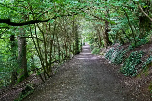 Ormanın sessiz bir bölgesinde gözlerden uzak güzel bir patika..
