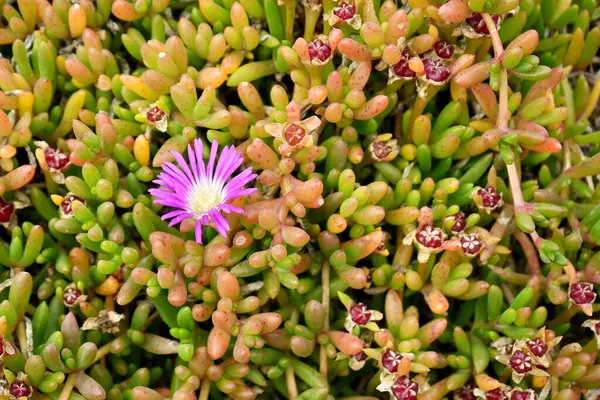 stock image Pretty Purple Dewplant or Disphyma crassifolium. Cornwall, England. Also know as Rounded Noon-flower or Round-leaved Pigface.