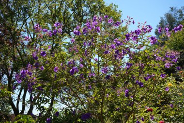 Beautiful Pleroma Urvilleanum Plant under a blue sky. clipart