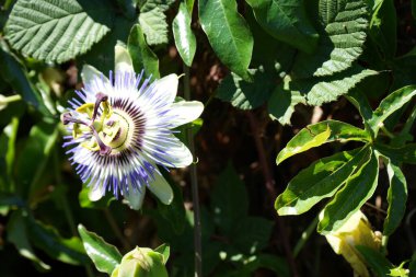 Tutku Çiçeği ya da San Francisco Sun 'daki Passiflora caerulea. Paraguay 'ın ulusal çiçeği.