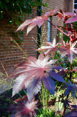 Güzel kırmızı yapraklar bir Castor Petrol Fabrikasında, Ricinus Communis. 