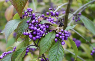 Güzel mor Japon Böğürtlenleri, veya Callicarpa Japonica. 