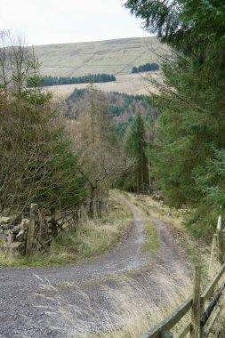 Kırsal ahşap çitleri ve tepeleri olan Yorkshire ormanları arasında bir patika.. 