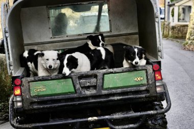 Border Collie Sheepdogs being transported in the back of a 4x4.Grassington, North Yorkshire, England, UK. November 2024.  clipart